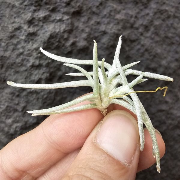 莫利斯/Tillandsia mollis(Europe) 