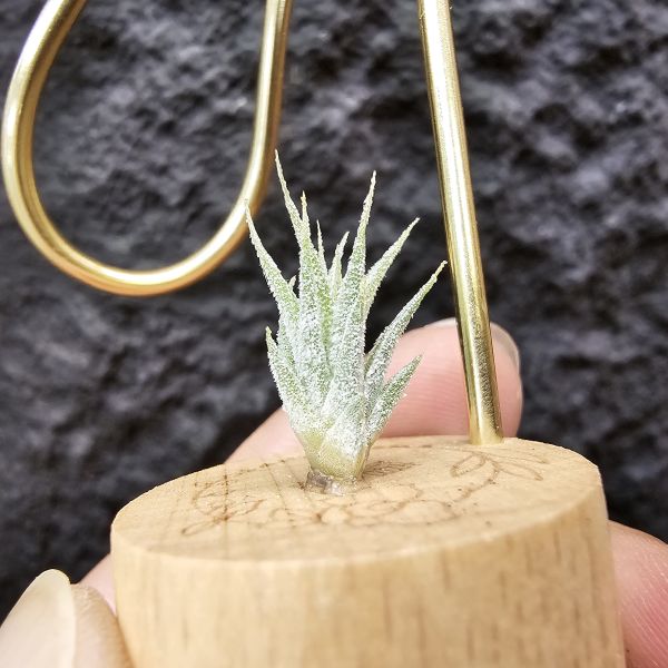 露西×斑馬小精靈(驢精)/Tillandsia Luciille × ionantha Mexican Zebra 
