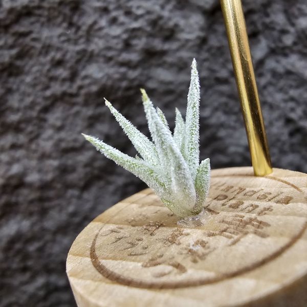 長莖×可愛派/Tillandsia ionantha v. van-hyningii × Cutie Pie 