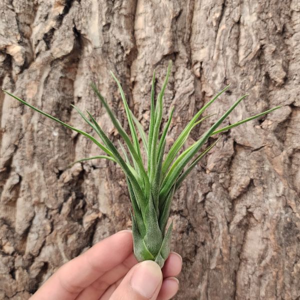 小章魚×西雷達/Tillandsia Bulbosa × Ionantha Selecta 