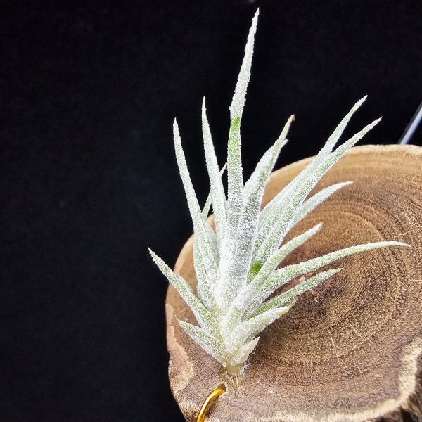 New~小矮人精靈×雞爪(精靈爪?)單株/Tillandsia ionantha Enano(Tropiflora) × glabrior~熱帶'小矮人精靈'與銀葉質感的'雞爪'交種，有點奇葩XD~叢生滿美、毛毛的~ 