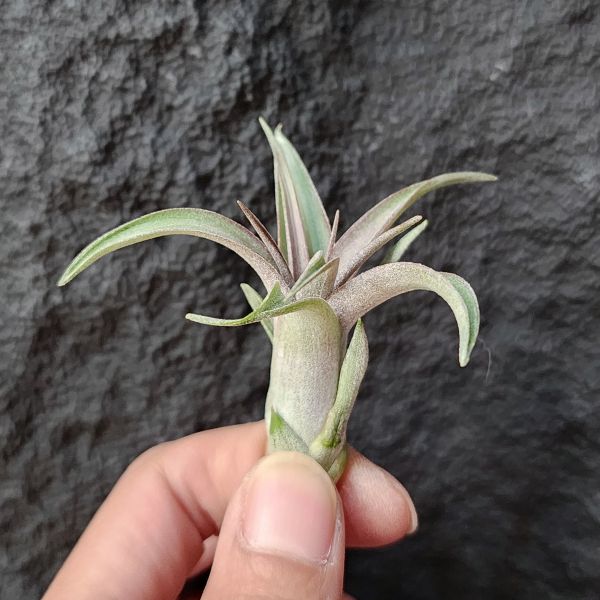杜蘭斯×電捲燙-稀少/Tillandsia Durangensis × Streptophylla 