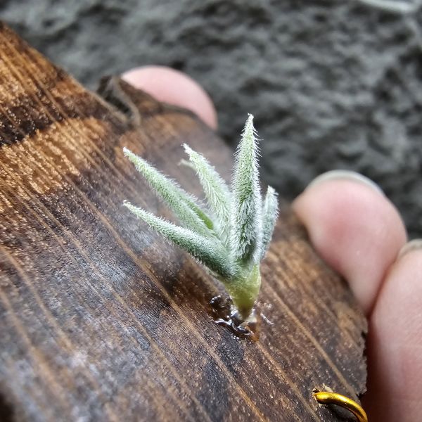 毛腸(小型)/Tillandsia Santiagoensis~較一般毛腸小型的個體，圖五參考母株 
