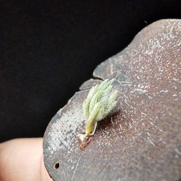 歐洲xip(檸檬香花)交種/Tillandsia xiphioides Hybrids(Europe)~此品項為歐洲當地玩家栽培交種，母本開花帶有檸檬香，父不詳？依苗的形態判斷父本應也屬瓣狀花品種，成長速度慢，市面上不會有的品項！ 