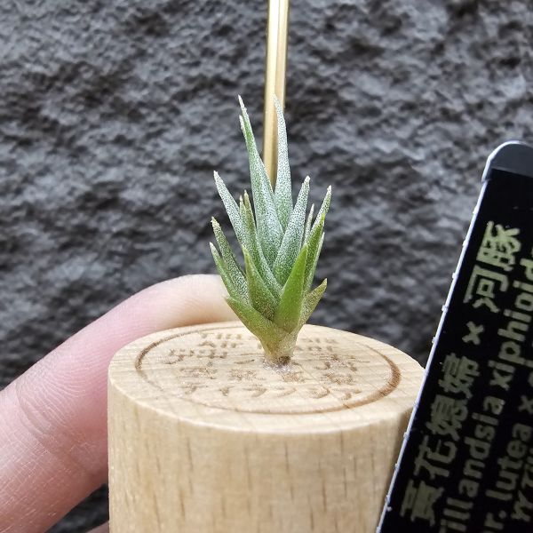 黃花媳婦(xip)×河豚/Tillandsia xiphioides var. lutea × ehlersiana 