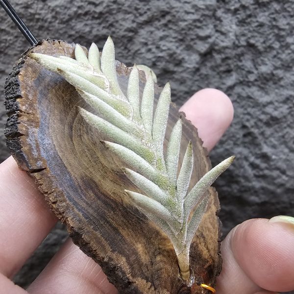 Tillandsia capillaris(Europe)~歐洲卡畢、植株不小未見過開花的型態。 