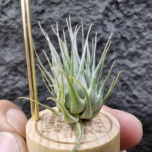 K燒/Tillandsia Kautskyi(Europe) 