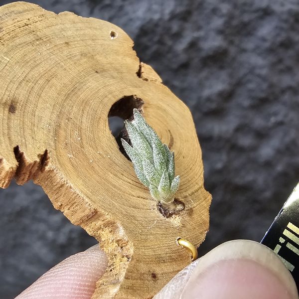 gerdae~玻利維亞小型特有種(紫色瓣狀花)/Tillandsia gerdae 