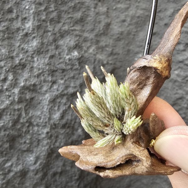 牙籤/Tillandsia minutiflora 