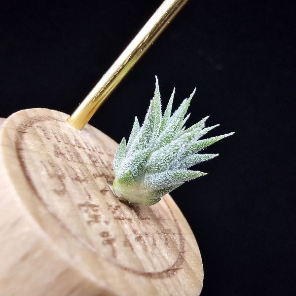 二筒小精靈/Tillandsia Two tone(RFI) 