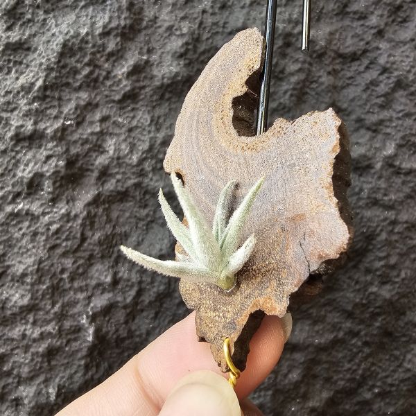 毛腸/Tillandsia santiagoensis 