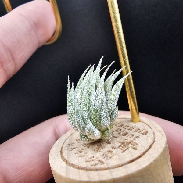 歐洲榛果/Tillandsia ionantha Hazelnut (Europe) 