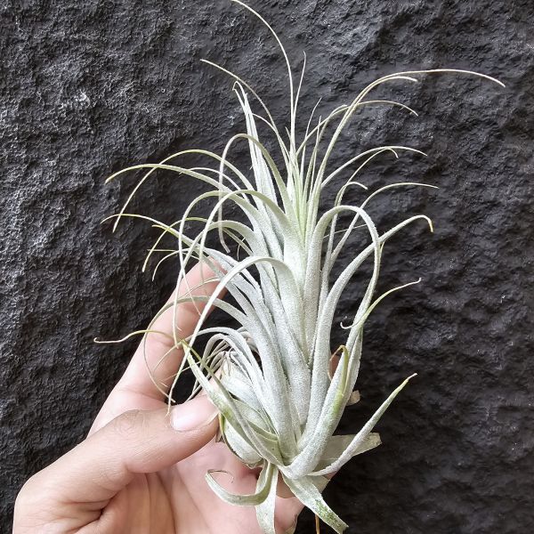 巴西薄紗變異(野採母株後代芽帶大，養非常久穩定植株)/Tillandsia gardneri var. rupicola 