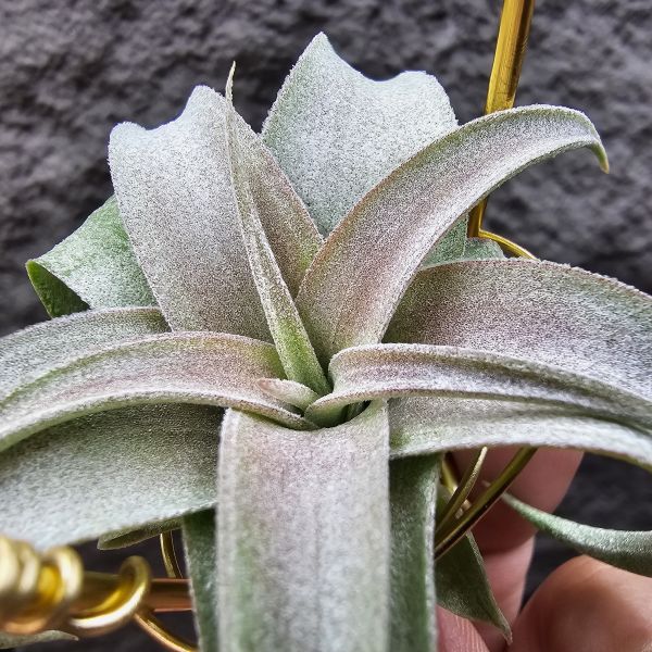 影月RR(幾乎完美)/Tillandsia Regal Rene(streptophylla Belize  × chiapensis) 