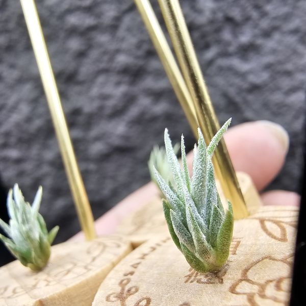 白天鵝 × (電捲×犀牛)/Tillandsia barfussii × Blushing Giant(RFI) 