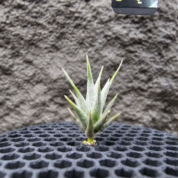 迷你樹猴胖男孩 × 雨林蘿莉(稀)/Tillandsia streptocarpa 'fat boy' × loliacea(RFI) 