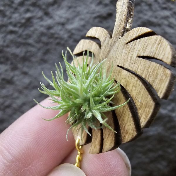 草皮鳳(實生叢)/Tillandsia tricholepis seedling 