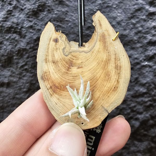 長莖mini/Tillandsia ionantha v. vanhyningii mini Form 