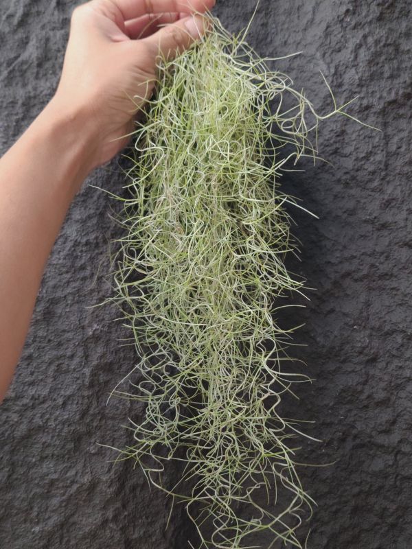 細葉松蘿/Tillandsia Usneoides super fine 