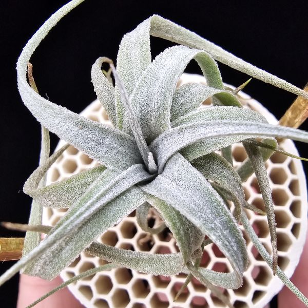 歐洲毛媳婦×電捲燙/Tillandsia xiphioides(Europe) × streptophllya~圖五、六較大植株參照！ 