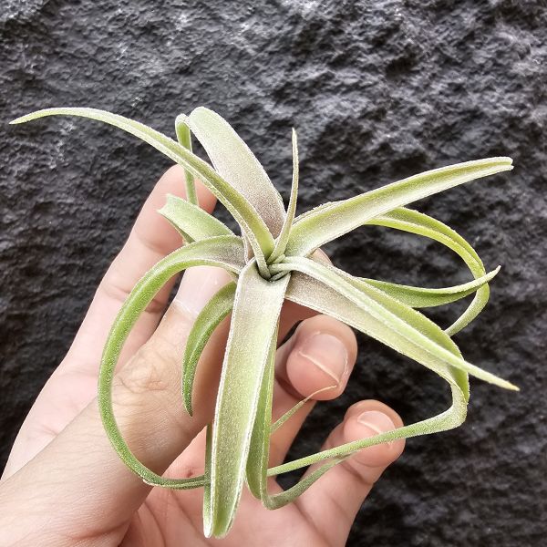 滷肉×迷你電捲Ycb(側芽非實生)/Tillandsia novakii × diguetii 