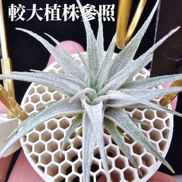 金屬K燒×終極薄紗(巴西野採！)/Tillandsia kautskyi × chapeuensis var. turriformis(Brazil)~金屬質感的K燒，與老玩家都很清楚難養的'巴西野採終薄'交種！圖六較大植株參照！ 
