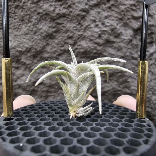初戀 × 墨西哥電捲(底下帶一芽)/Tillandsia arequitae × streptophylla Mexico 