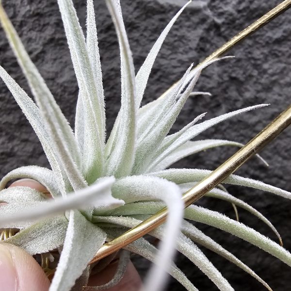 薄紗變異(紫花)/Tillandsia gardneri v. rupicola purple form 