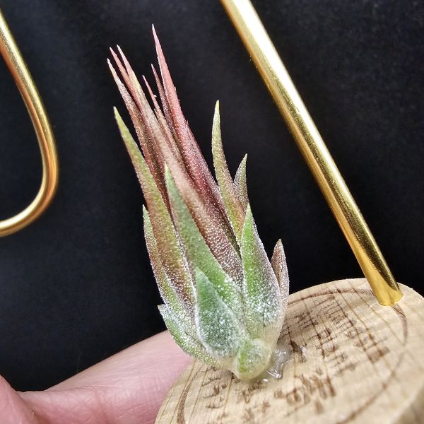 巧克力花生米/Tillandsia ionantha 'peanut Red'~會長年顯暗紅色的花生米！ 