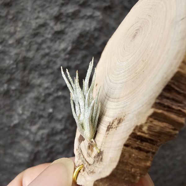 歐洲阿Q×TY/Tillandsia arequitae × Ty(ehlersiana × bulbosa)~YY 