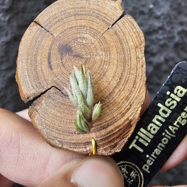 海螺(帶2芽)Tillandsia peiranoi(Argentina) 