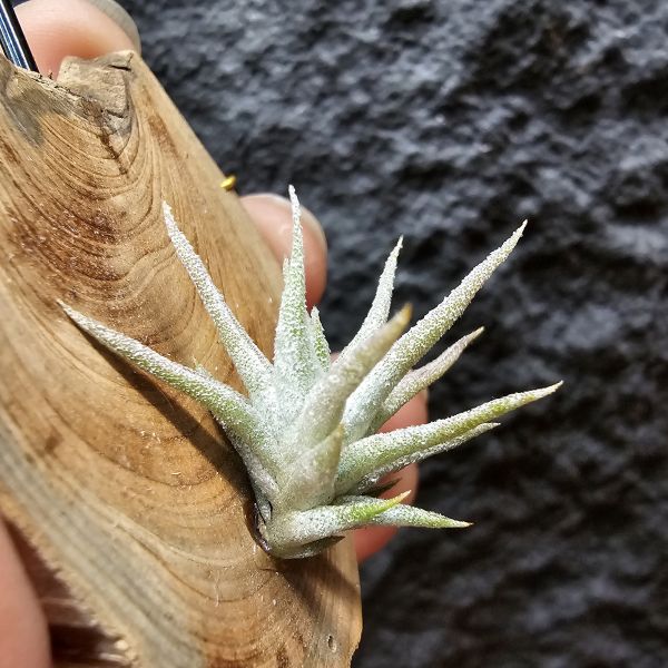 長莖mini/Tillandsia ionantha v. vanhyningii mini Form 
