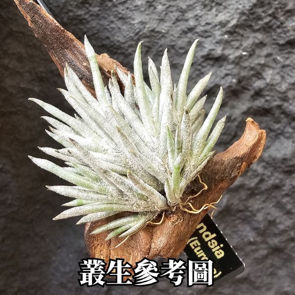 卡畢拉瑞斯(歐洲)帶芽/Tillandsia capillaris (Europe)~圖四可參考叢生型態 