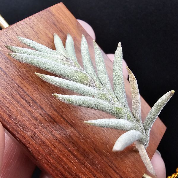 Tillandsia capillaris(Europe)~歐洲卡畢、植株不小未見過開花的型態。 