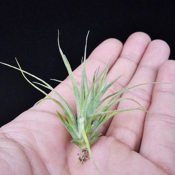 旋風大開曼×電捲燙(長大很美)/Tillandsia flexuosa Grand Cayman × streptophylla~旋風大開曼交種好像都不令人失望！圖四、五較大植株參照！ 