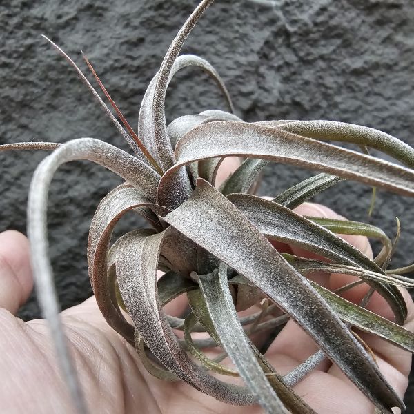 (滷肉×電捲)×BC/Tillandsia (novakii × streptophylla) × Bea Correale 