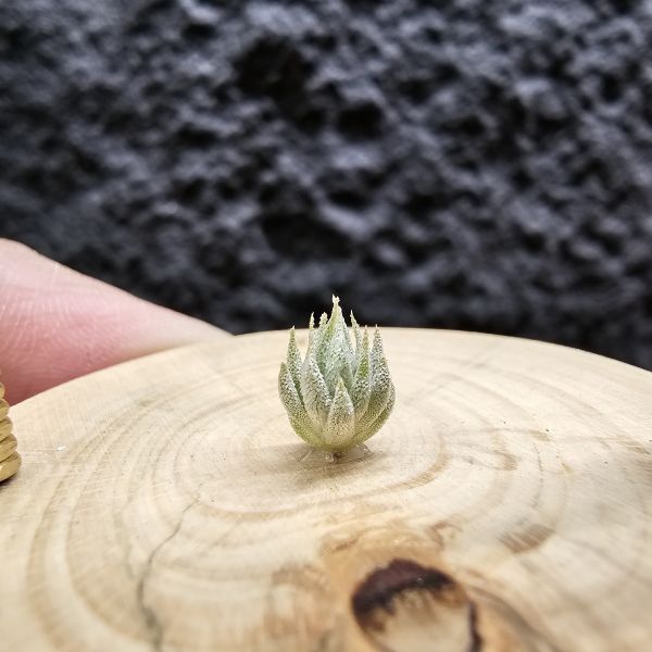 德K榛果×雨林AP/Tillandsia ionantha haselnuss(KK) × Ap(RFI) - 艸木青・空氣鳳梨 Grass Wood  Tillandsia