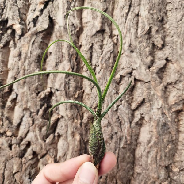 虎斑章魚/Tillandsia Butzii 