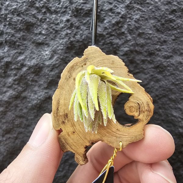 T燒-歐洲/Tillandsia Thiekenii (Europe)~販售品項皆為台灣環境訓養久矣~基本上是相當好照顧~養不好要檢視個人環境！ 