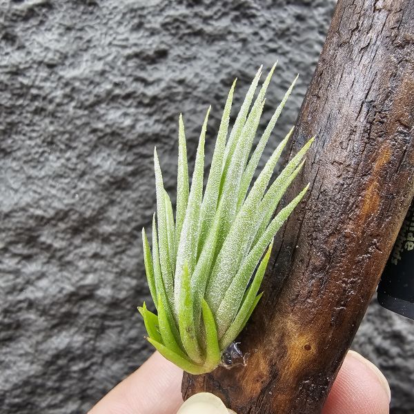 花生米×伊莉莎白(上木材，黃連木)/Tillandsia ionantha peanut × elizabethiae 