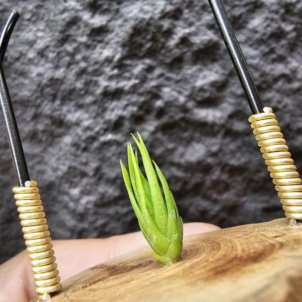 螺絲/Tillandsia Subulifera 