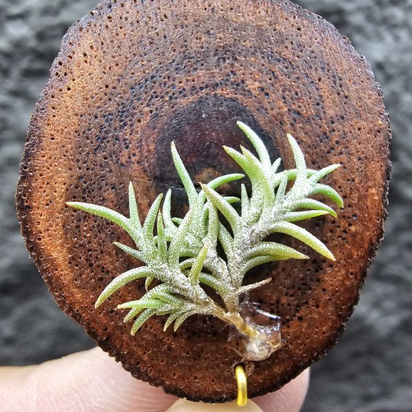 Tillandsia capillaris lottes 