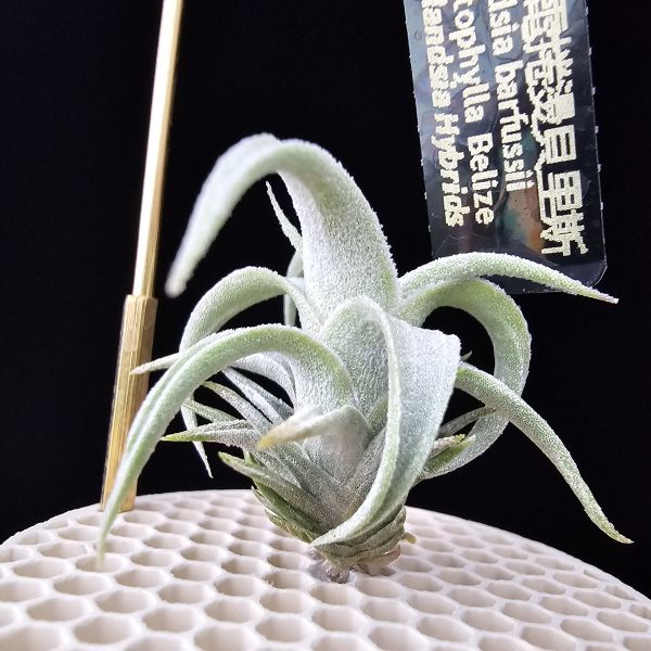 白天鵝×電捲燙貝里斯/Tillandsia barfussii × streptophylla Belize 