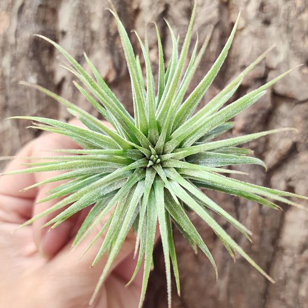 雪球小精靈(TI)/Tillandsia ionantha Snowball~限量請詢問庫存~ 