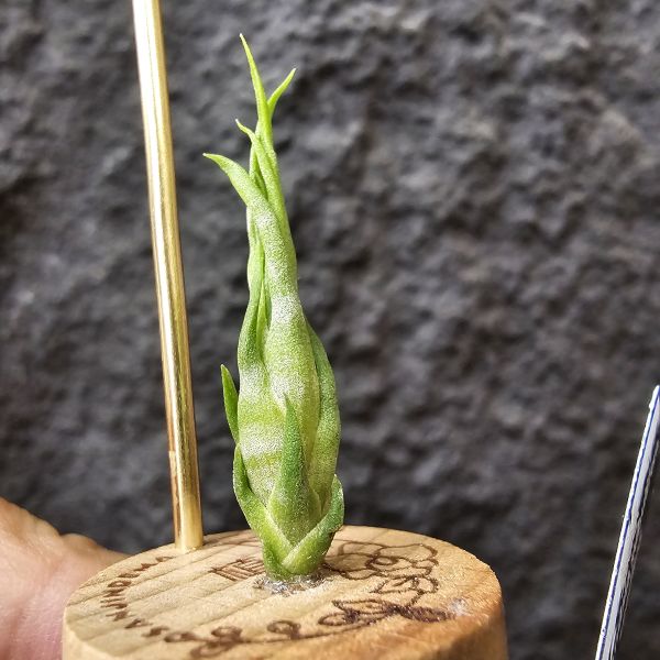 螺絲(實生)/Tillandsia Subulifera seedling~建議養在散射光明亮處避免直曬 