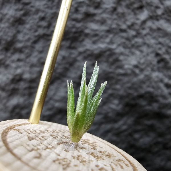 黃花媳婦(xip)×河豚/Tillandsia xiphioides var. lutea × ehlersiana 