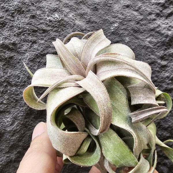 電捲燙(稍會顯色)/Tillandsia streptophylla 