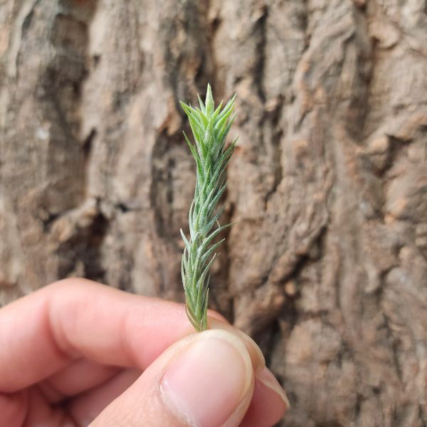 草皮鳳-長莖-單芽/Tillandsia Tricholepis 