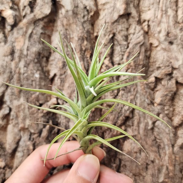 紫羅蘭/Tillandsia Aeranthos 