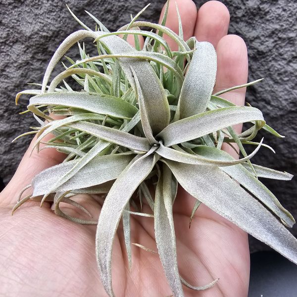 草莓牛奶(叢)/Tillandsia capitata mauve 